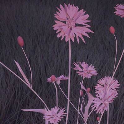 半岛彩票手机app下载